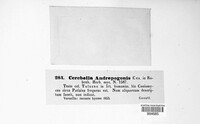 Epicoccum andropogonis image
